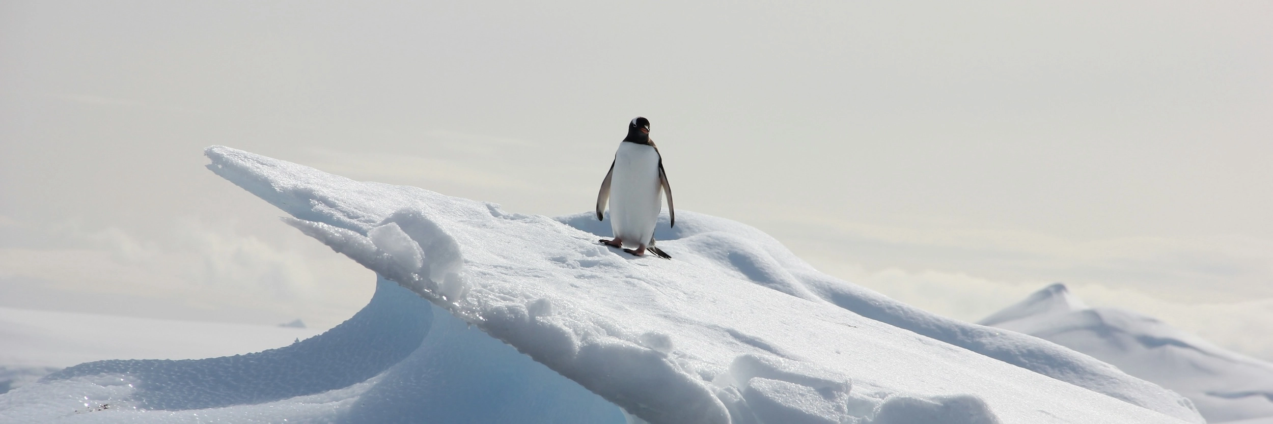 pingüino